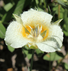 Calochortus subalpinus