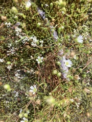 Mononeuria groenlandica