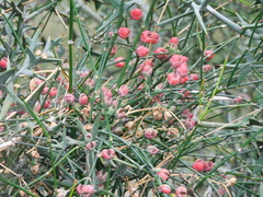 Ephedra tweedieana
