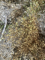 Mononeuria groenlandica