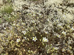 Mononeuria groenlandica