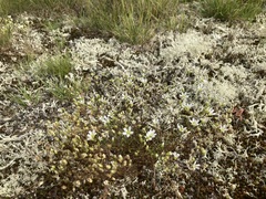 Mononeuria groenlandica