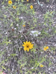 Wedelia hispida