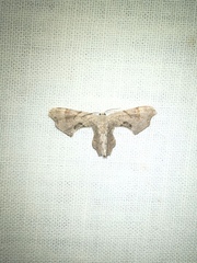 Calledapteryx dryopterata