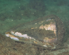 Conus leopardus