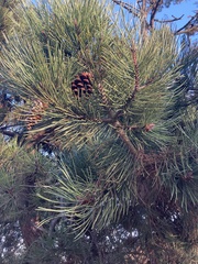 Pinus muricata