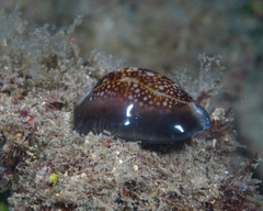 Monetaria caputophidii