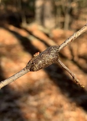 Malacosoma americana