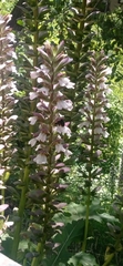 Xylocopa augusti