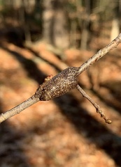 Malacosoma americana