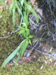 Carex folliculata