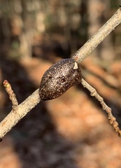Malacosoma americana