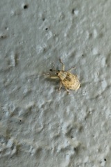 Aneuma compta