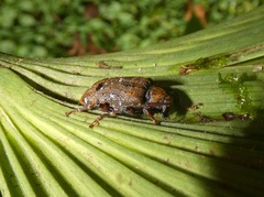 Trypanidius rubripes