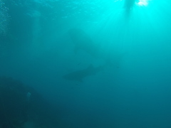 Rhincodon typus