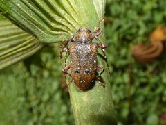 Trypanidius rubripes