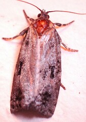 Choristoneura