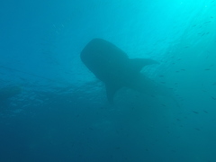 Rhincodon typus