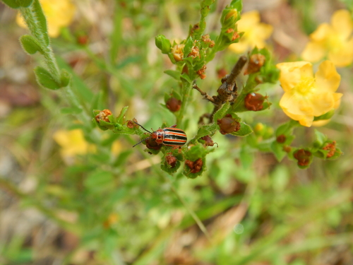 Disonycha caroliniana photo 5