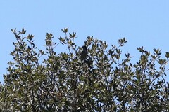 Aphelocoma woodhouseii woodhouseii