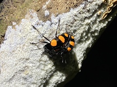 Scaphidomorphus bosci