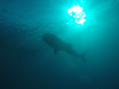 Rhincodon typus