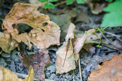 Dolichomitus irritator