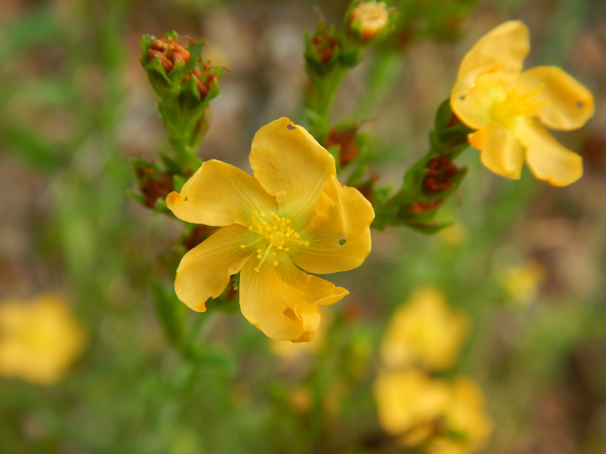Hypericum setosum