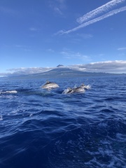 Stenella frontalis
