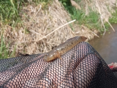 Padogobius nigricans
