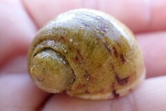 Nerita peloronta