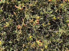 Acmispon junceus junceus