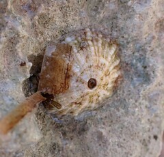 Fissurellidae