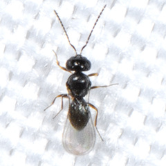 Scelionidae