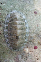 Chiton tuberculatus