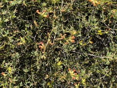 Acmispon junceus junceus