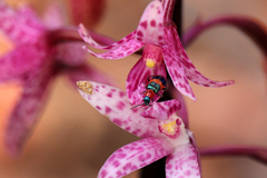 Dicranolaius bellulus