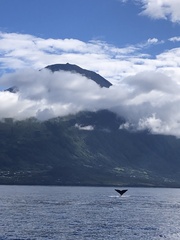 Physeter macrocephalus