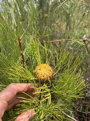 Isopogon anethifolius
