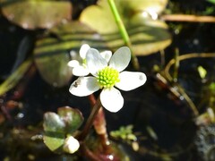 Caltha natans