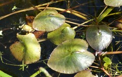 Caltha natans