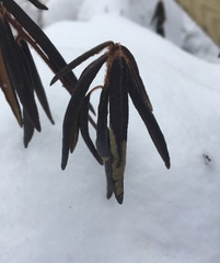 Phyllonorycter ledella