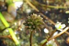 Caltha natans