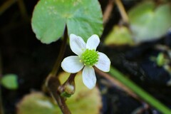 Caltha natans
