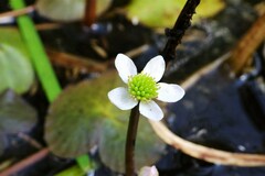 Caltha natans