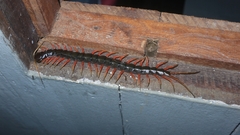 Scolopendra