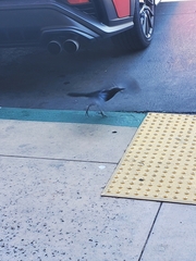 Euphagus cyanocephalus