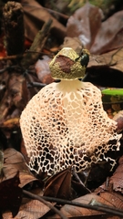 Phallus lutescens