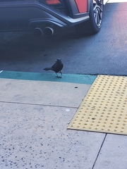 Euphagus cyanocephalus