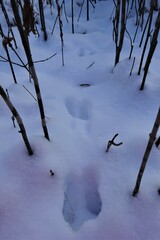 Lepus americanus